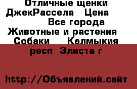 Отличные щенки ДжекРассела › Цена ­ 50 000 - Все города Животные и растения » Собаки   . Калмыкия респ.,Элиста г.
